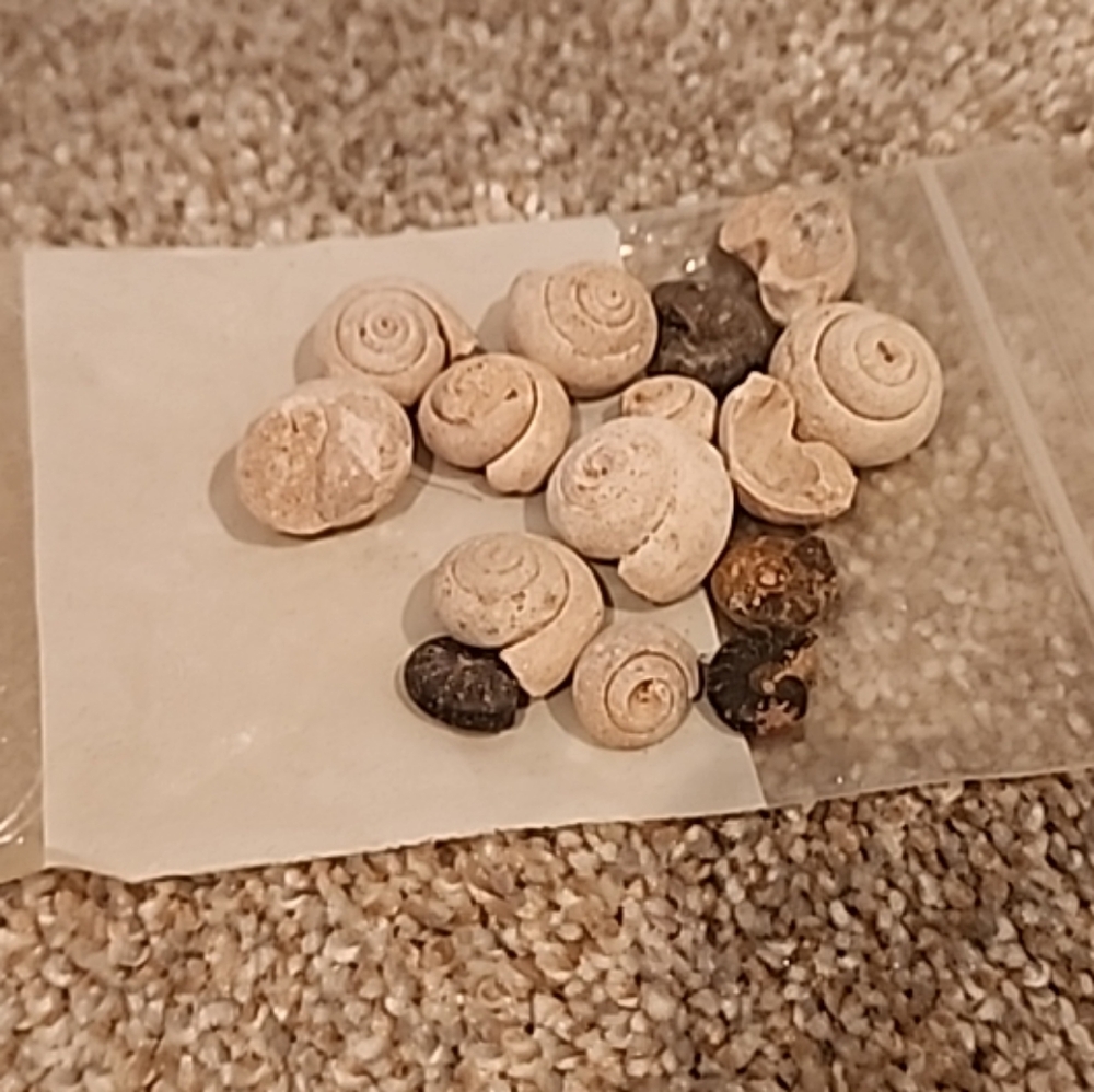 Gastropod Fossils
